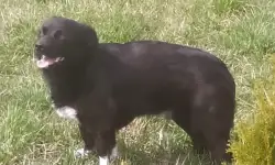 Ogłoszenie – odnaleziono psa
